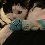 cat, black_and_white_cat, plush_toy, caterpillar_toy, cute, pet, feline, close_up, indoor, animal, soft_toy, sleepy_cat, whiskers, fur, relaxed, toy, cute_pet, companion, comfort, resting