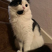 Cosmo is registered to the contest to win money with this photo: cat, black_and_white, fluffy, staircase, carpet, indoor, pet, feline, animal, curious, sitting, whiskers, tail, ears, nose, eyes, furry, paw, domestic, cute