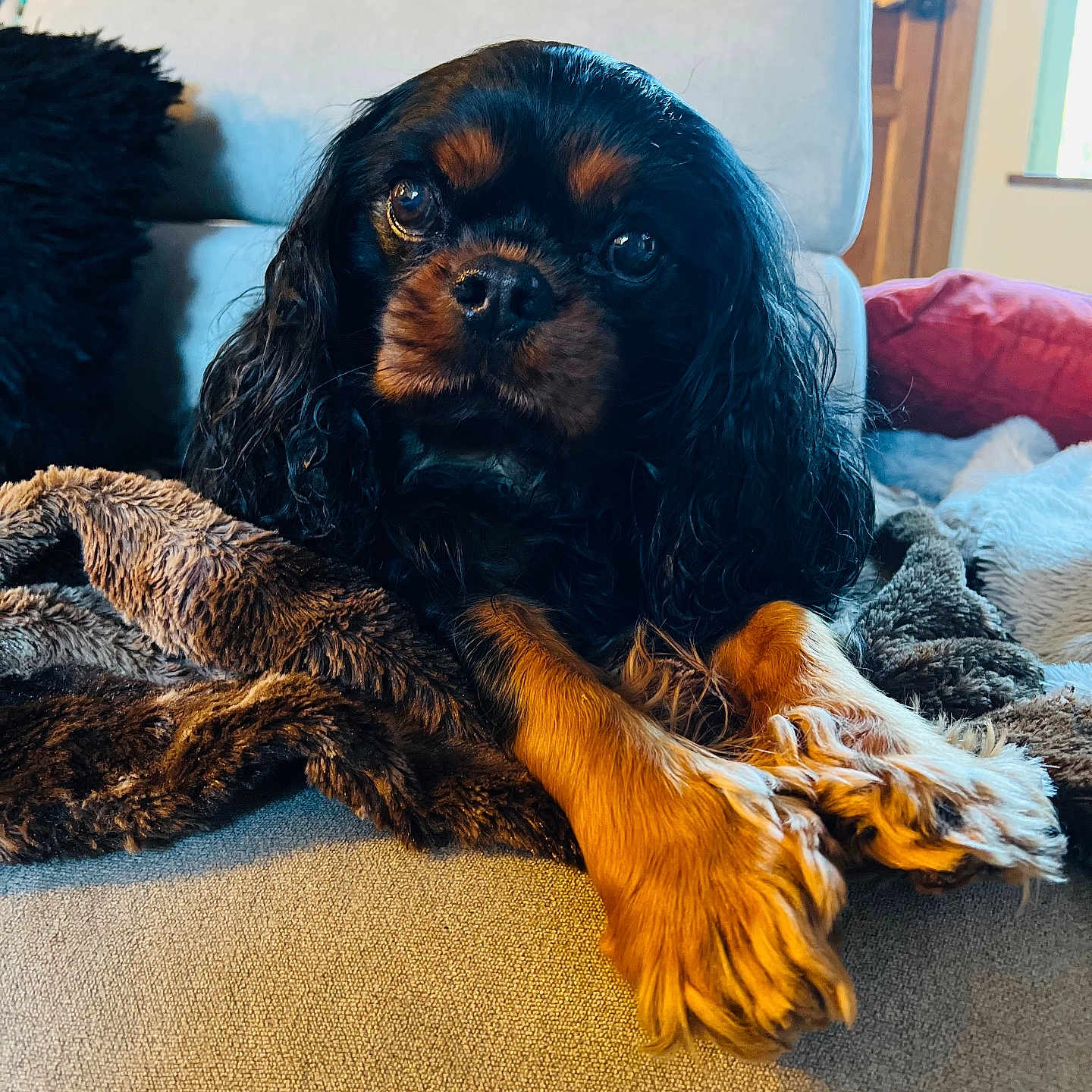 Jazz a rejoint le concours — aidez-le/la à gagner de superbes lots ! animal, architecture, armchair, building, canine, chair, cockerspaniel, couch, cushion, dog, furniture, homedecor, indoors, livingroom, papillon, pet, pillow, puppy, room, terrier
