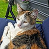 cat, calico_cat, animal, pet, feline, outdoor, garden, plant, potted_plant, chair, cushion, relaxed, fur, whiskers, closeup, resting, nature, domestic_animal, eyes, ears