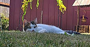 Boo is registered to the contest to win money with this photo: animal, backyard, cat, daylight, flower_arch, fur, garden, grass, greenery, nature, outdoor, peaceful, pet, plant, relaxed, resting, shed, summer, wooden_fence, yellow_flowers