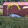 Boo is registered to the contest to win money with this photo: cat, grass, outdoor, flower_arch, shed, greenery, yellow_flowers, relaxed, daylight, nature, pet, fur, garden, wooden_fence, animal, peaceful, summer, backyard, plant, resting