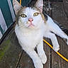 Boo is registered to the contest to win money with this photo: cat, animal, pet, feline, yellow_eyes, white_fur, tabby, curious, whiskers, ears, paws, wooden_floor, cable, outdoor, relaxed, close_up, portrait, resting, domestic_cat, looking_up