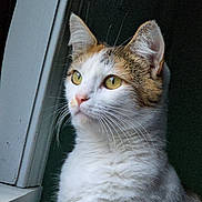 Boo is registered to the contest to win money with this photo: cat, animal, pet, feline, whiskers, window, yellow_eyes, fur, portrait, indoor, looking_out, close_up, domestic_cat, curious, calm, soft_light, white_fur, brown_fur, ears, face