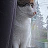 cat, curtain, window, tail, outdoor, looking, white_fur, brown_fur, animal, pet, domestic_cat, whiskers, ears, nose, paws, glass, reflection, nature, tree, fence