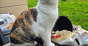 Boo is registered to the contest to win money with this photo: cat, calico_cat, animal, pet, outdoor, grass, fence, house, plant, metal_box, rust, bag, black_pot, garden, nature, curious, sitting, fur, whiskers, ears