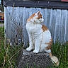 Pumpkin is registered to the contest to win money with this photo: cat, orange_and_white, fluffy, sitting, concrete_block, grass, outdoor, wooden_wall, rustic, nature, animal, pet, feline, side_view, quiet, calm, daylight, curious, wild_grass, background