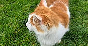 Pumpkin joined the competition — help win amazing prizes! cat, orange_cat, white_cat, grass, greenery, outdoor, animal, pet, feline, walking, nature, curious, fur, whiskers, tail, daylight, mammal, side_view, cute, domestic_animal