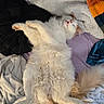 Pumpkin joined the competition — help win amazing prizes! cat, sleeping, fluffy, white, orange, pet, relaxed, bed, blanket, cozy, fur, paw, tail, indoor, cute, animal, resting, soft, comfort, napping