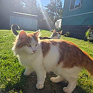Pumpkin is registered to the contest to win money with this photo: cat, cats, outdoor, sunlight, grass, pets, animal, nature, daylight, fur, curious, greenery, backyard, two_animals, fluffy, mammal, domestic_animal, playful, sunbeam, whiskers