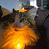 Autumn joined the competition — help win amazing prizes! cat, animal, pet, feline, candle, glow, fur, whiskers, indoor, cozy, orange_light, green_eyes, fluffy, relaxed, closeup, soft_light, decor, home, cute, calm