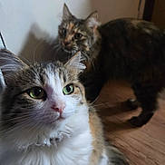 Autumn joined the competition — help win amazing prizes! cat, indoor, wooden_floor, fluffy_fur, green_eyes, two_cats, pet, animal, domestic_cat, cute, feline, whiskers, ears, curious, closeup, portrait, brown_tabby, calico, soft_light, shadow