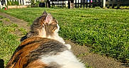 Autumn is registered to the contest to win money with this photo: cat, calico, fluffy, grass, outdoor, sunny, yard, fence, potted_plants, blue_sky, animal, pet, relaxing, nature, daylight, garden, mammal, domestic_animal, fur, side_view