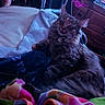 Voodoo is registered to the contest to win money with this photo: cat, tabby, pet, indoor, blanket, cozy, furniture, drawer, cushion, relaxed, fur, animal, resting, colorful, soft, collar, cords, comfort, sleepy, household