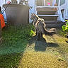 Voodoo joined the competition — help win amazing prizes! cat, outdoor, sunlight, shadow, stairs, pumpkin, halloween, plant, grass, moss, pot, box, pathway, decor, tail, feline, walking, daylight, garden, animal