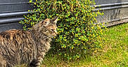 Voodoo joined the competition — help win amazing prizes! cat, tabby_cat, grass, flower_bush, yellow_flowers, greenery, outdoor, pet, animal, feline, fur, plant, nature, side_view, wall, building, daylight, mammal, domestic_animal, alert