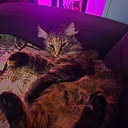 Voodoo joined the competition — help win amazing prizes! cat, fluffy, lounging, couch, blanket, indoor, purple_light, pink_light, relaxed, pet, feline, fur, cozy, home, animal, closeup, resting, soft, whiskers, ears