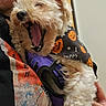 dog, person, yawning, halloween, bandana, harness, white_dog, cute, pet, holding, indoor, closeup, fur, mouth_open, sleepy, hand, clothing, face, orange, black