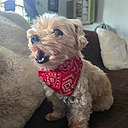 Bear joined the competition — help win amazing prizes! dog, small_dog, bandana, red_bandana, pet, indoor, couch, pillow, cozy, fur, cute, animal, home, living_room, sitting, mouth_open, curly_fur, companion, domestic_animal, relaxed