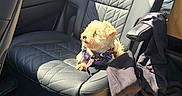 Bear joined the competition — help win amazing prizes! dog, small_dog, car_seat, black_leather, sunlight, jacket, snack_bags, paper_bags, car_interior, window, seatbelt, pet, travel, road_trip, daylight, fabric, leisure, comfort, puppy, fur