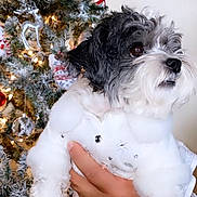 Chloe is registered to the contest to win money with this photo: dog, black_and_white, sweater, hand, christmas_tree, ornaments, lights, holiday, decorations, indoor, pet, cute, furry, festive, white_background, celebration, winter, cozy, portrait, holding