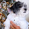 dog, black_and_white, sweater, hand, christmas_tree, ornaments, lights, holiday, decorations, indoor, pet, cute, furry, festive, white_background, celebration, winter, cozy, portrait, holding