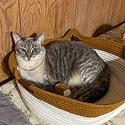 Dixie is registered to the contest to win money with this photo: cat, tabby, blue_eyes, basket, woven, indoor, wooden_wall, feline, resting, cozy, pet, animal, fur, striped, cute, domestic, relaxed, bed, blanket, home