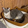 cat, tabby, blue_eyes, basket, woven, indoor, wooden_wall, feline, resting, cozy, pet, animal, fur, striped, cute, domestic, relaxed, bed, blanket, home
