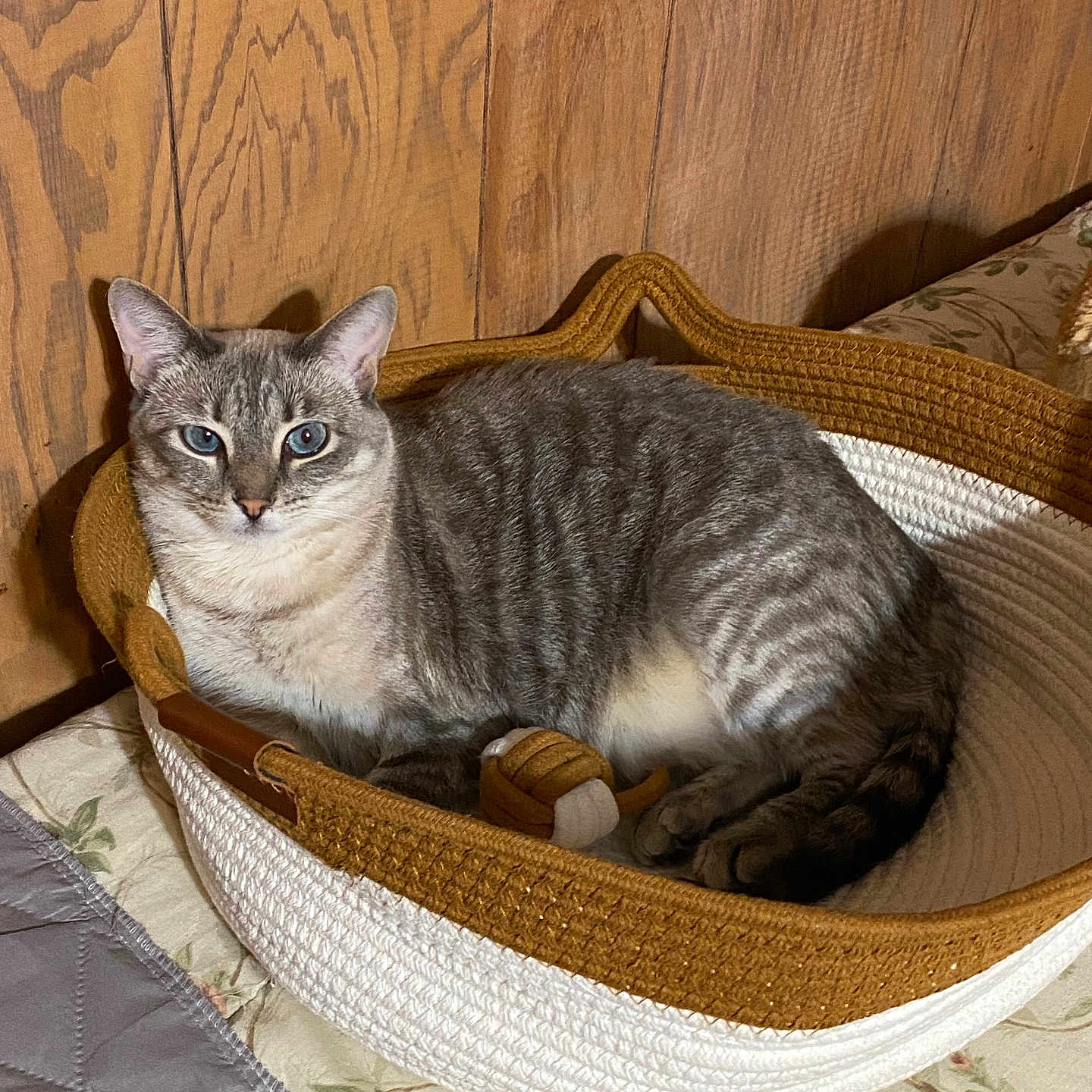 Dixie is registered to the contest to win money with this photo: cat, tabby, blue_eyes, basket, woven, indoor, wooden_wall, feline, resting, cozy, pet, animal, fur, striped, cute, domestic, relaxed, bed, blanket, home