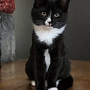 Clochette a rejoint le concours — aidez-le/la à gagner de superbes lots ! cat, tuxedo_cat, black_and_white, kitten, sitting, portrait, whiskers, green_eyes, ears, paws, fur, white_chest, white_paws, indoor, wooden_floor, curtain, home, pet, front_facing, cute