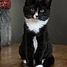 black_and_white, cat, curtain, cute, ears, front_facing, fur, green_eyes, home, indoor, kitten, paws, pet, portrait, sitting, tuxedo_cat, whiskers, white_chest, white_paws, wooden_floor
