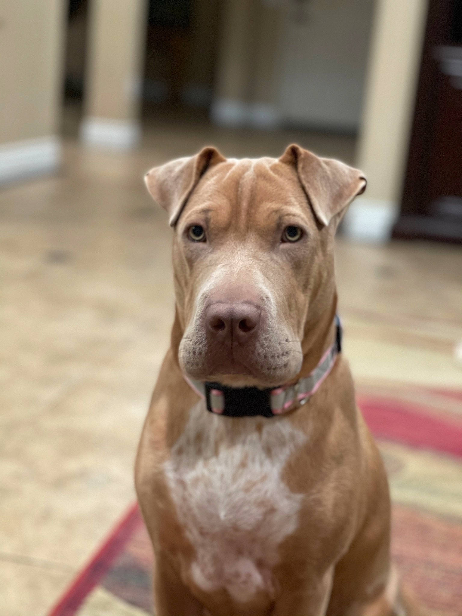 Willow joined the competition — help win amazing prizes! beige, canidae, carnivore, collar, companion_dog, dog, dog_breed, dog_collar, fawn, floor, flooring, liver, pet_supply, pit_bull, snout, sporting_group, tan, whiskers, working_animal, working_dog