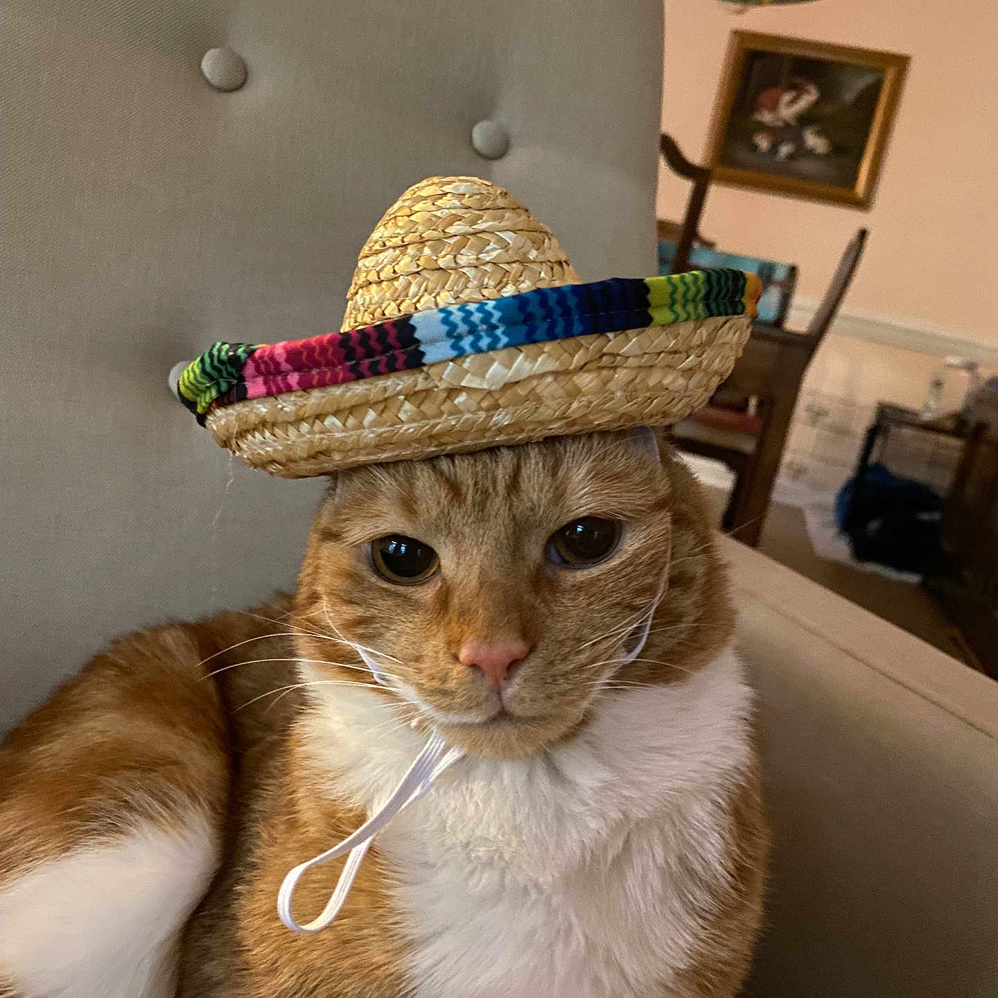 Drew joined the competition — help win amazing prizes! cat, orange_cat, white_fur, sombrero, hat, chair, indoor, furniture, painting, wall, chin_strap, pet, cute, animal, relaxed, domestic, cozy, portrait, close_up, funny