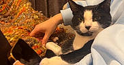 Mushie Moomoo is registered to the contest to win money with this photo: black_and_white_cat, blanket, casual, cat, clothing, cozy, curtains, feline, hand, home, indoor, knit_blanket, paw, person, relaxing, resting, sitting, smartphone, tattoo, technology