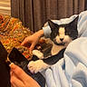 cat, person, hand, smartphone, tattoo, blanket, curtains, indoor, cozy, clothing, paw, black_and_white_cat, knit_blanket, sitting, relaxing, technology, casual, home, feline, resting