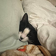 Mushie Moomoo is registered to the contest to win money with this photo: cat, black_and_white, blanket, pillow, bed, cozy, resting, indoor, sleepy, fur, pet, comfort, domestic, cute, nestled, soft, warm, relaxed, animal, feline