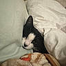 cat, black_and_white, blanket, pillow, bed, cozy, resting, indoor, sleepy, fur, pet, comfort, domestic, cute, nestled, soft, warm, relaxed, animal, feline