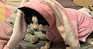 Mushie Moomoo joined the competition — help win amazing prizes! cat, animal, pet, costume, bunny_ears, pink, black_and_white, bed, blanket, pillow, indoor, feline, cute, fur, whiskers, ears, poster, lord_of_the_rings, soft, cozy