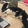 cat, black_and_white_cat, sleeping_cat, table, hand, statue, laptop, papers, chair, indoor, wooden_table, resting, pet, domestic_animal, furniture, cozy, relaxed, household_items, decor, calm