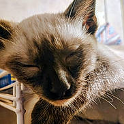 Kaos is registered to the contest to win money with this photo: cat, kitten, siamese, sleeping, close_up, whiskers, ears, fur, domestic_cat, pet, indoor, cozy, nap, portrait, muzzle, nose, relaxed, cute, metal_rail, bokeh