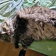 Mystic participe au concours pour gagner de l'argent avec cette photo : animal, bed, cat, cozy, cute, domestic, feline, fluffy, fur, green_bedspread, home, indoor, paw, pet, playful, resting, sleepy, surprised, tongue_out, whiskers