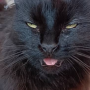 Salem participe au concours pour gagner de l'argent avec cette photo : cat, black_cat, tongue_out, fluffy, close_up, pet, animal, whiskers, feline, indoor, cute, expression, face, fur, yellow_eyes, relaxed, home, wall_decoration, circular_patterns, tongue