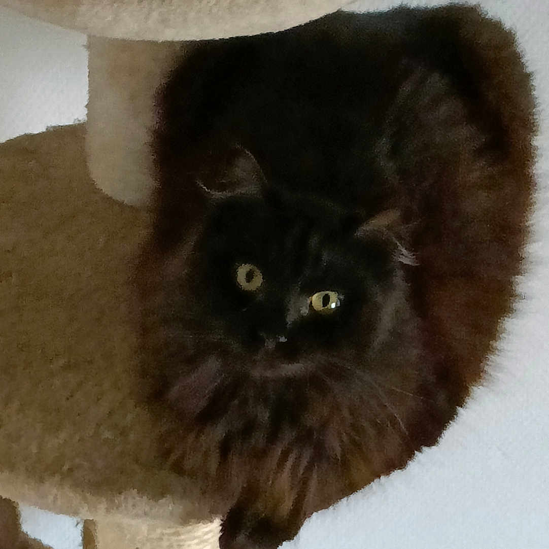 Salem a rejoint le concours — aidez-le/la à gagner de superbes lots ! animal, cat, cat_tree, claws, cozy, curious, cute, dark_fur, feline, fluffy, furniture, home, indoor, mammal, perched, pet, scratching_post, soft_focus, whiskers, yellow_eyes