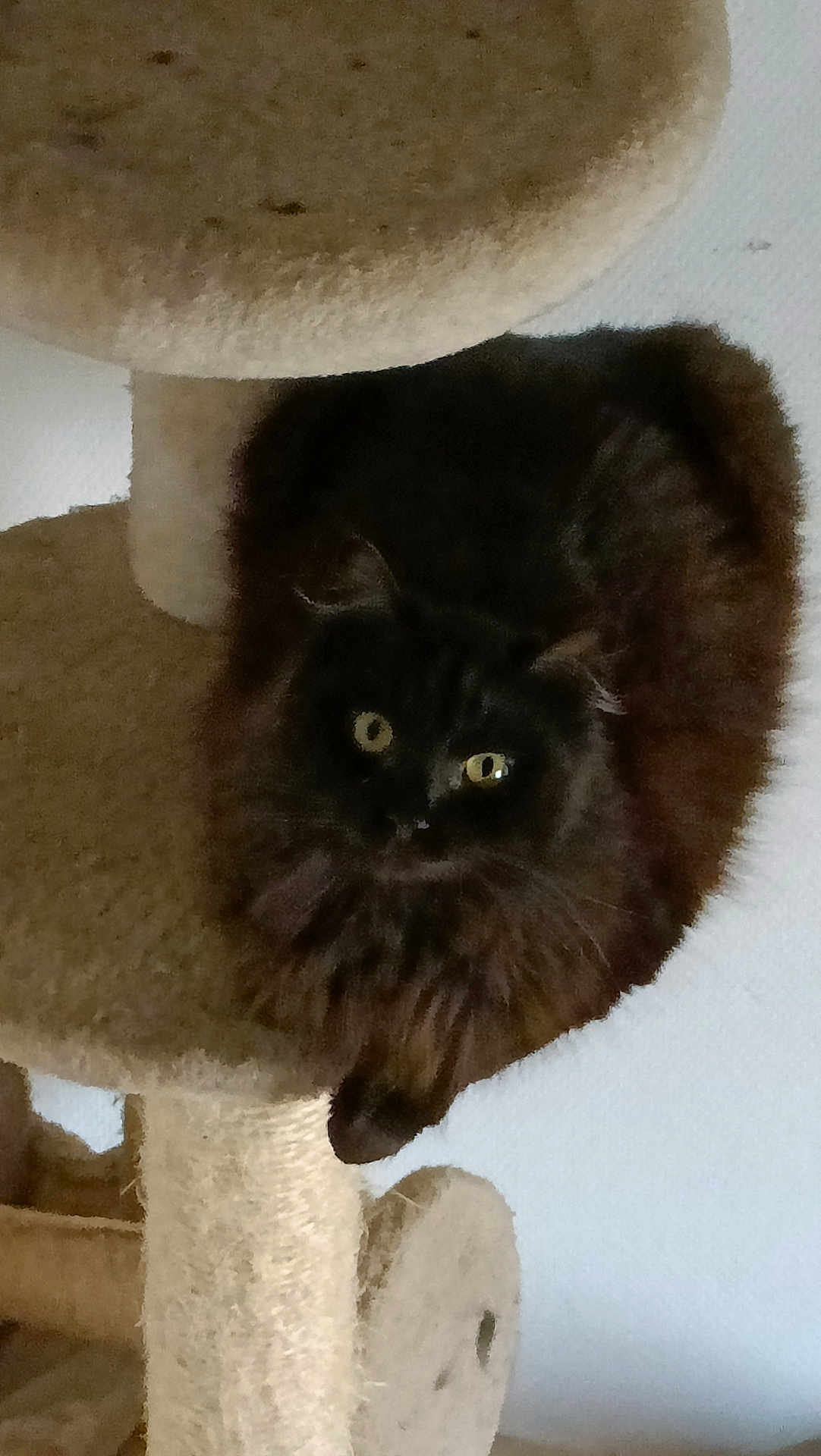 Salem a rejoint le concours — aidez-le/la à gagner de superbes lots ! cat, feline, pet, animal, fluffy, dark_fur, yellow_eyes, cat_tree, indoor, cozy, perched, soft_focus, scratching_post, furniture, home, cute, curious, mammal, whiskers, claws