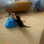 Simba joined the competition — help win amazing prizes! kitten, cat, play, toy, blue_toy, carpet, indoor, cute, pet, animal, feline, orange_cat, black_cat, playful, young, furniture, blanket, ball, home, interaction