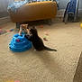 kitten, cat, play, toy, blue_toy, carpet, indoor, cute, pet, animal, feline, orange_cat, black_cat, playful, young, furniture, blanket, ball, home, interaction