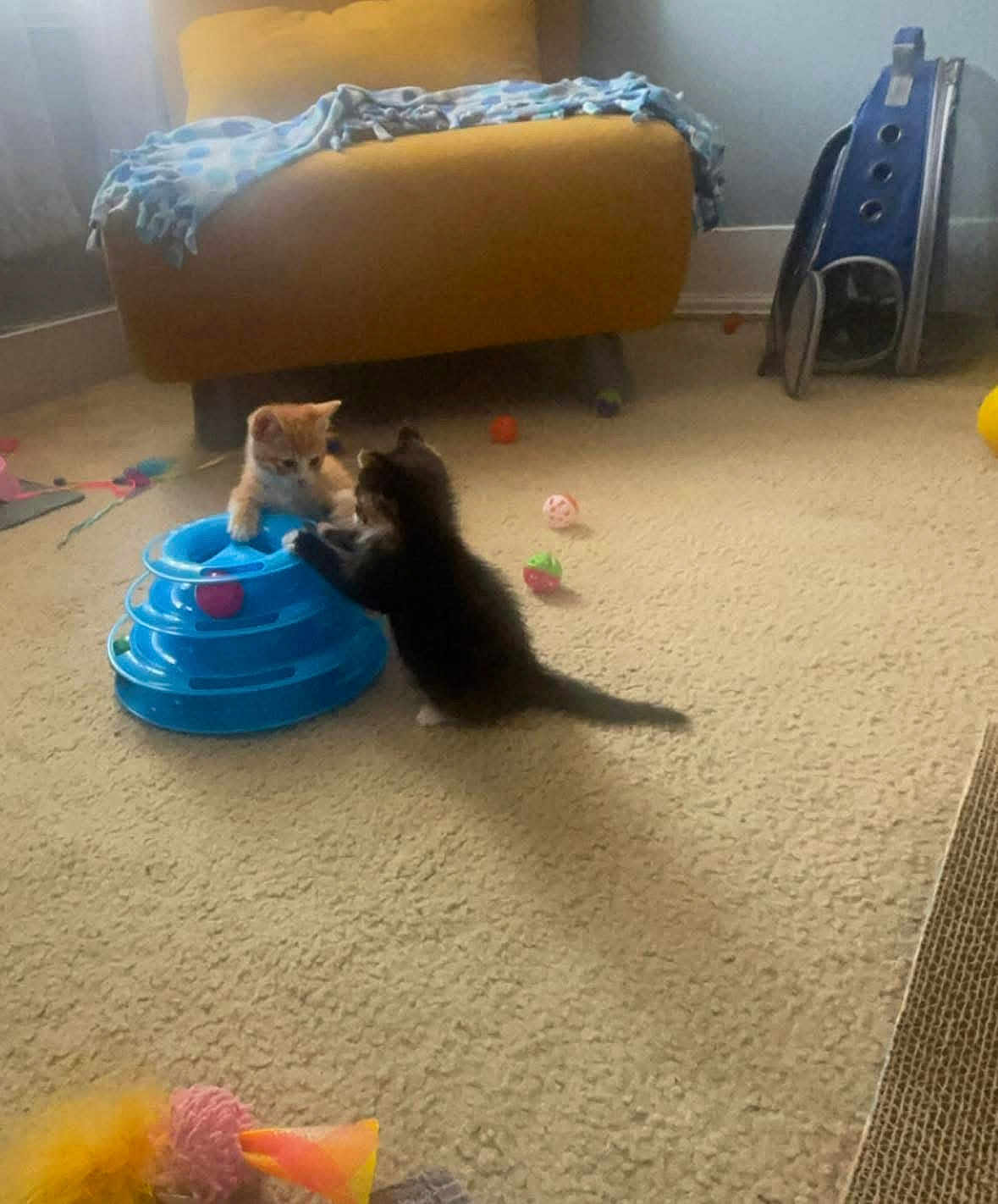 Simba joined the competition — help win amazing prizes! kitten, cat, play, toy, blue_toy, carpet, indoor, cute, pet, animal, feline, orange_cat, black_cat, playful, young, furniture, blanket, ball, home, interaction