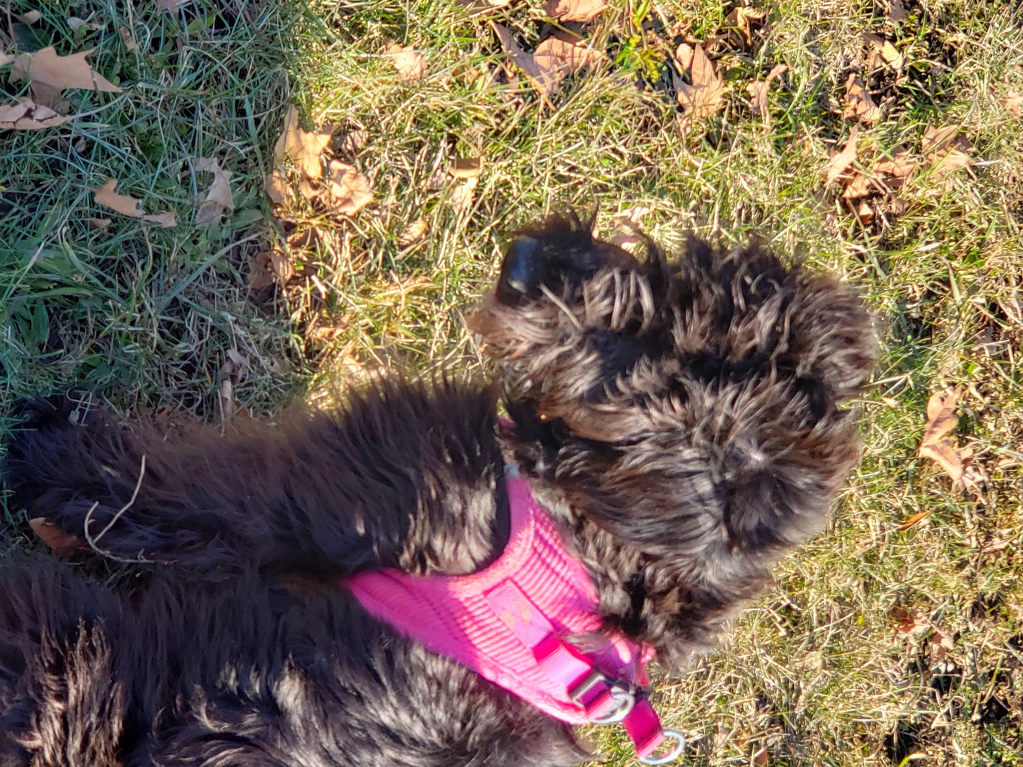 Abby is registered to the contest to win money with this photo: canidae, carnivore, companion_dog, dog, dog_breed, dog_supply, fur, grass, liver, schnauzer, small_terrier, snout, soil, sporting_group, tail, terrier, toy_dog, water_dog, working_animal, yorkipoo