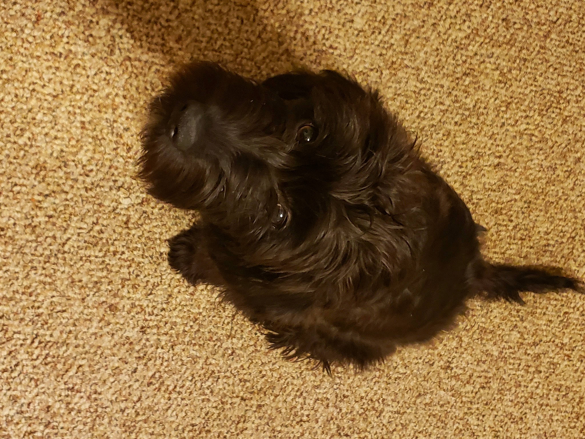 Abby joined the competition — help win amazing prizes! canidae, carnivore, comfort, companion_dog, dog, dog_breed, flooring, fur, liver, paw, snout, sporting_group, tail, terrestrial_animal, toy_dog, working_animal