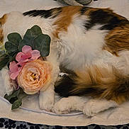 Miracle joined the competition — help win amazing prizes! cat, calico, sleeping, flower, bouquet, pink_flower, peach_flower, leaf, fur, paws, white_fabric, paw_print_pattern, cozy, resting, indoor, pet, cute, relaxed, animal, soft
